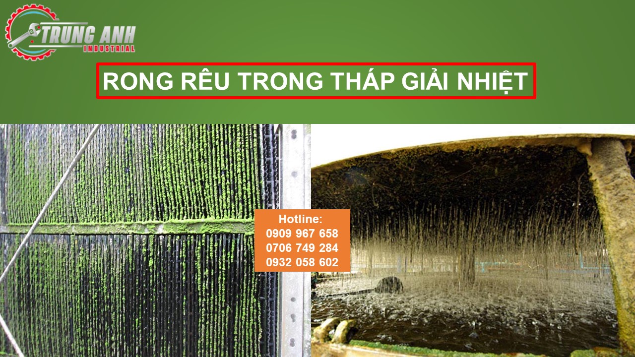 rong reu thap giai nhiet